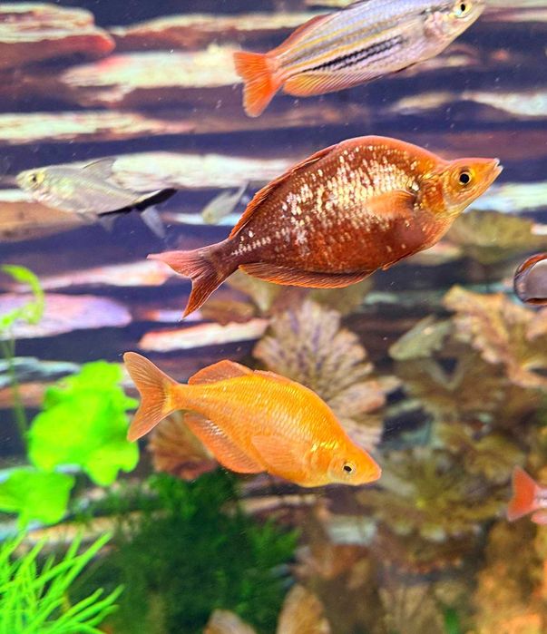 Меланотения Боесмани рейнбол