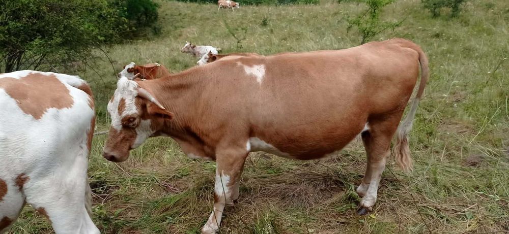Vand 3 vaci gestante in 4 luni 7000 bucata detalii la telefon