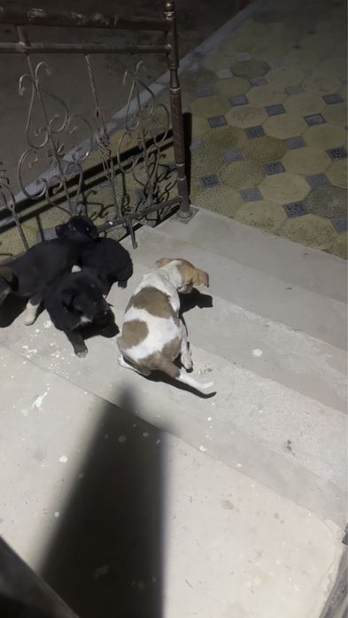 Щенята бесплатно