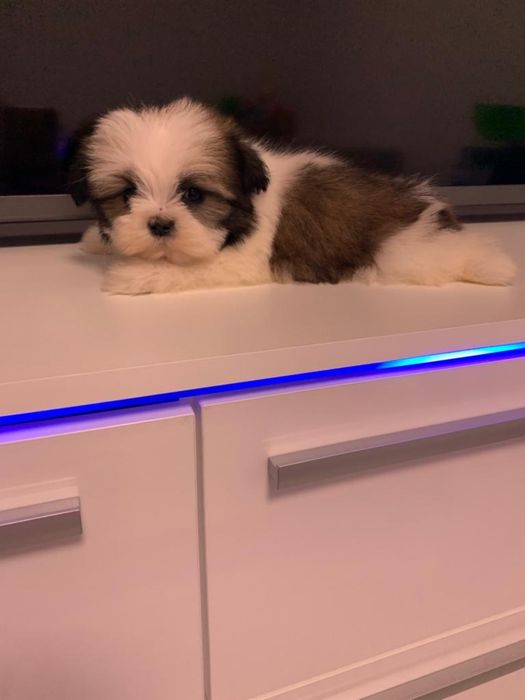 Shih tzu mini toy tricolor fetita