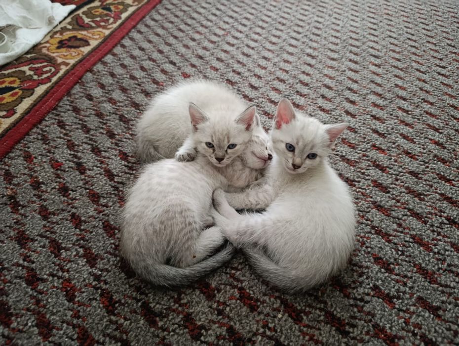 Отдам двоих котят