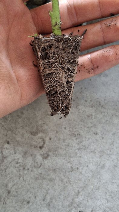 Pamidor kõchat Alamino sorti