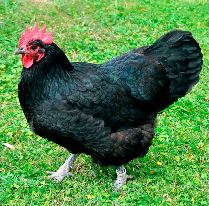 Qora Shaxzoda tuxumi jojasi