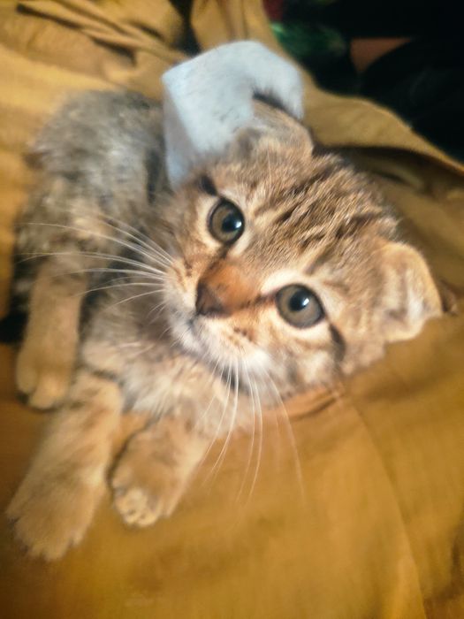 Продам веслоухих котят