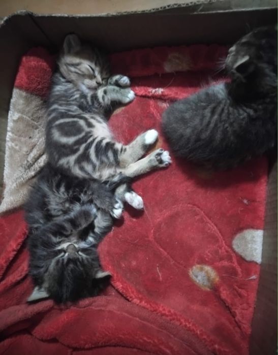Отдам котят шотландских