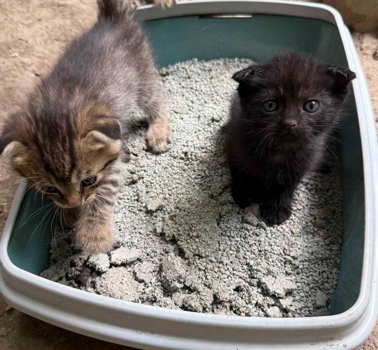 Котята в добрые руки