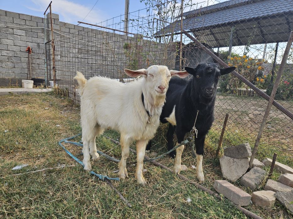 Орыс ешкінің лақтары