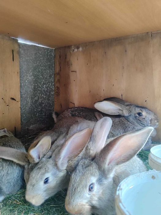 Продам кроликов !