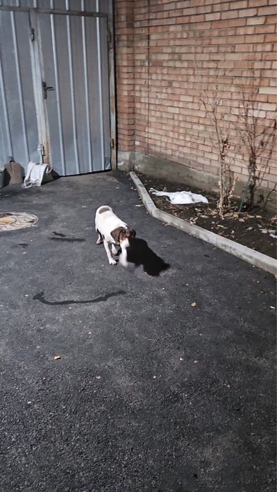 Найден пес Бигл в районе «Компота»