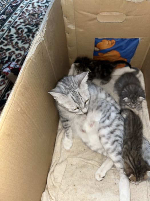 Ерекше түсті марғаулар