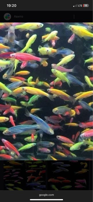 mirni rangli baliqlar danio …………………………………………………………………………………………………………..