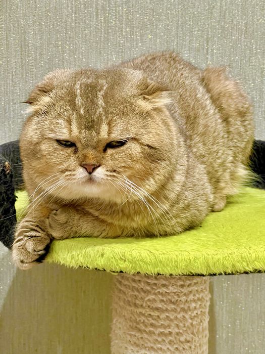 Вязка: Шотланский Скоттиш Фолд! Золотая шиншилла!