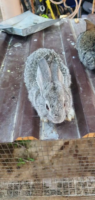 Quyon va tovuq va katak