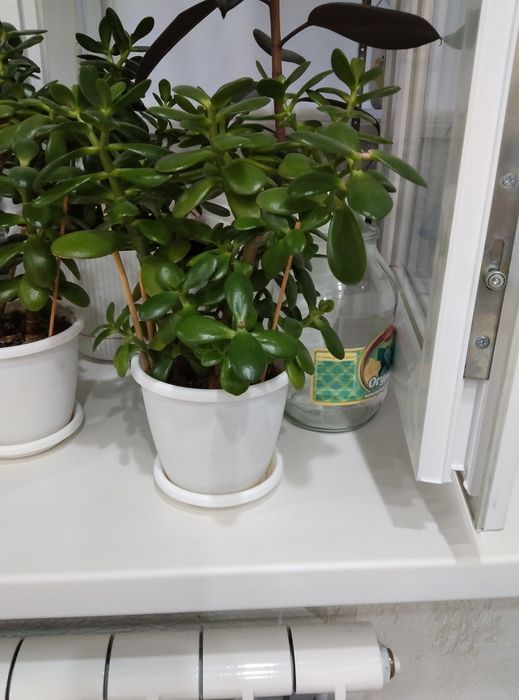 Продам денежный дерево. Очень хороший большой