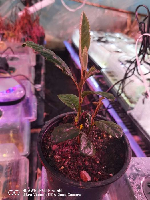 Японска мушмула (Eriobotrya japonica, Loquat)