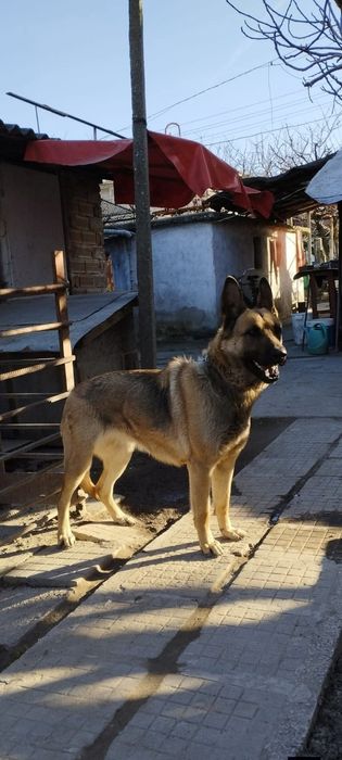 Немска овчарка .