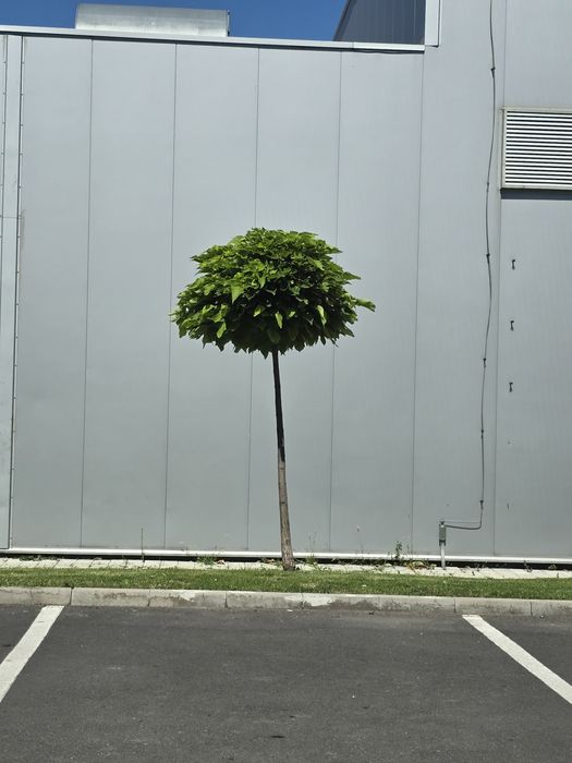 Catalpa nana globulara