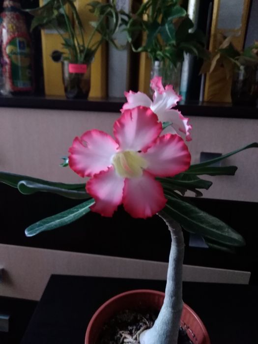 Продам взрослые  Адениумы