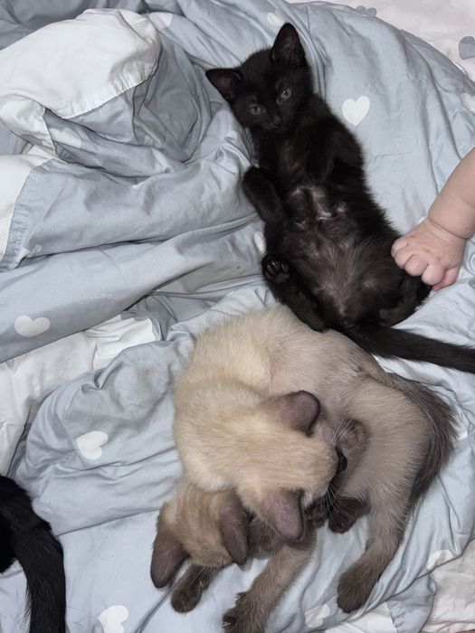 Котята метисы.