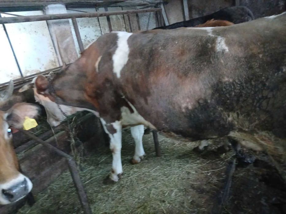 Продавам крави и юници преди отелване