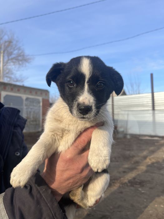 Собачки,щенята в добрые руки.