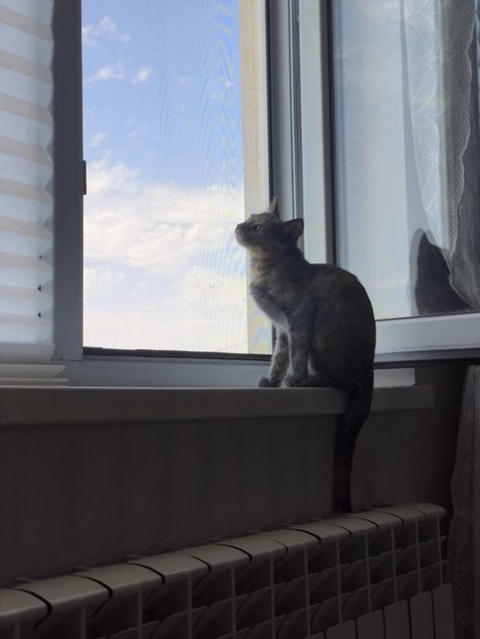 Кошка 2.5 месяцев