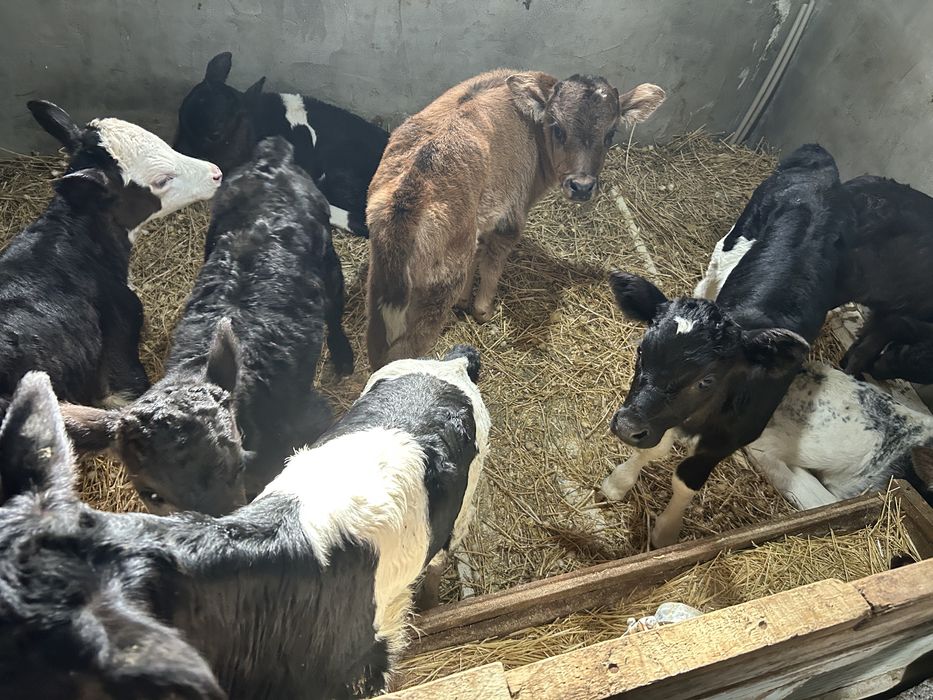 Бұзау бузау теленок телята тана