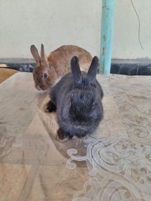 Karlik sames 2ta iwlawi zur soglom