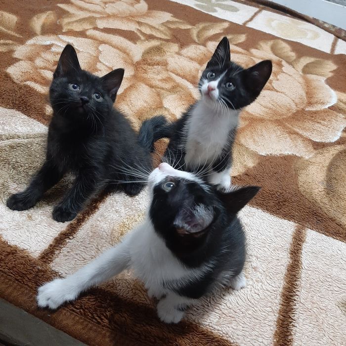 Котята ищат семью