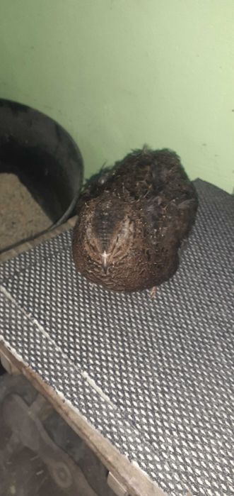 Prepelițe pui de prepeliță ouă