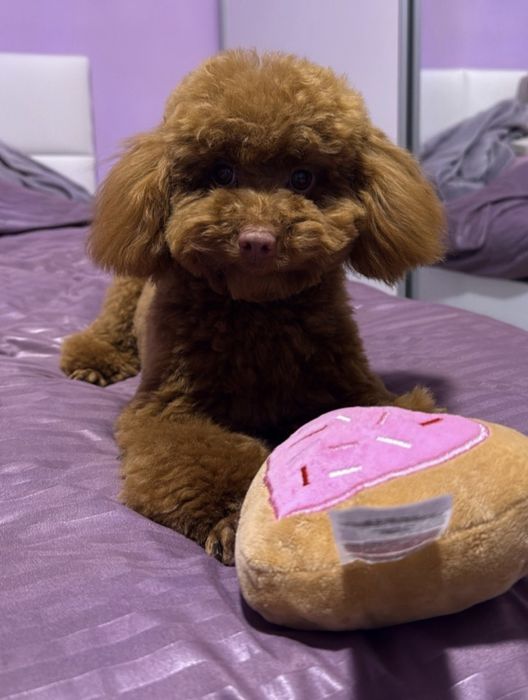 Пудел той пудел той