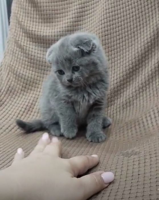 Продам котенка британец