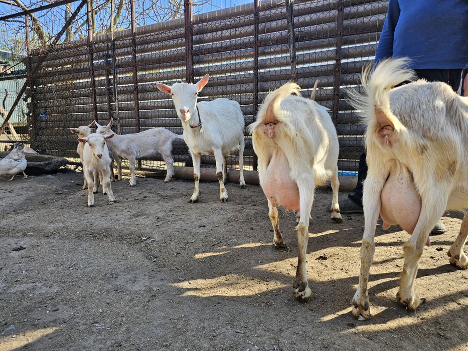 Vand iezi Zane cu Alpin