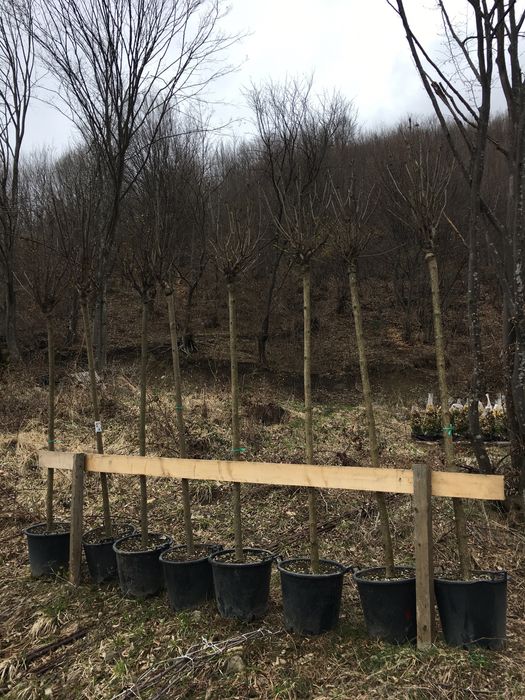 Catalpa / Pon Pon / Palmier Cycas