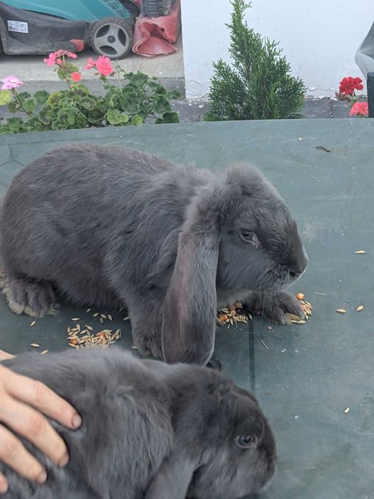Iepuri de casă disponibili