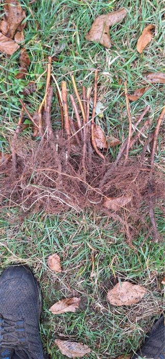 Разсад ягоди Азия, Клери, Албион и малини Полка, Люлин