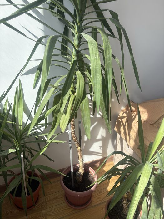Комнатное растение Юкка