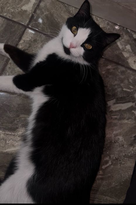 Кошка стерилизованная в поисках дома