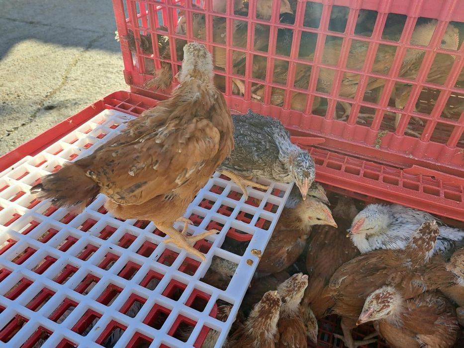 Pui la domiciliul domneavoastra