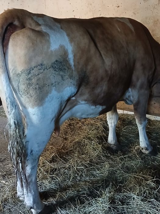 Vaca si iapa de vànzare