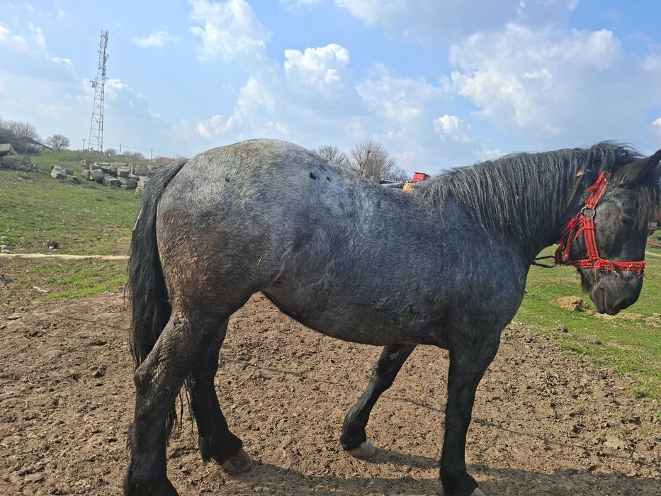 Vand manza, 3 ani si 8 luni!