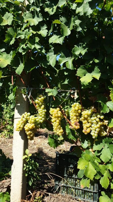 Struguri de masa si de vin