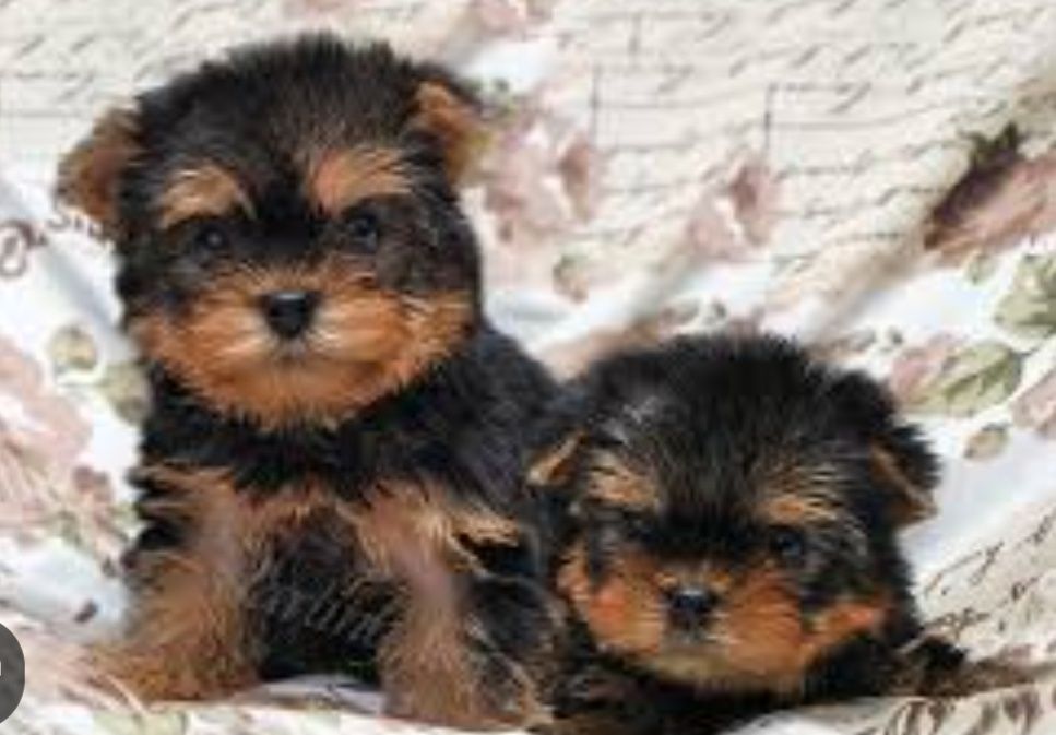 Милые Малыши Йорка