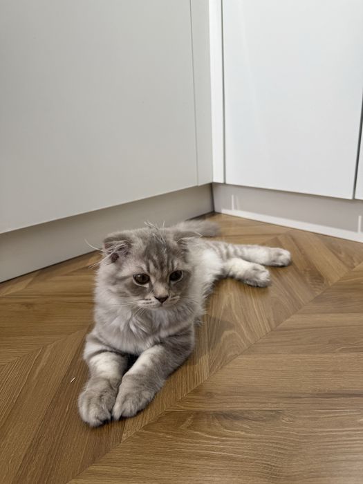 Котенок шотландец вислоухий