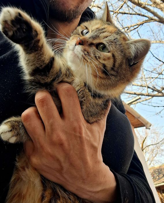Кошка 8 месяцев отдам