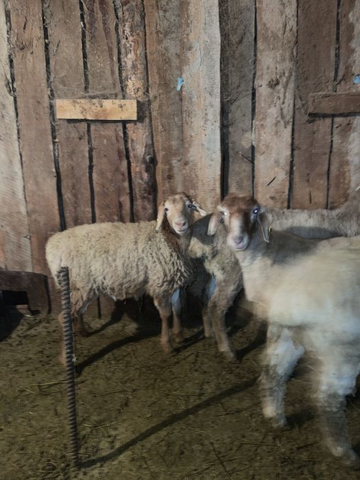 Семиз токтылар бараны