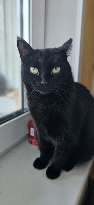 Ищет дом стерилизованная кошечка