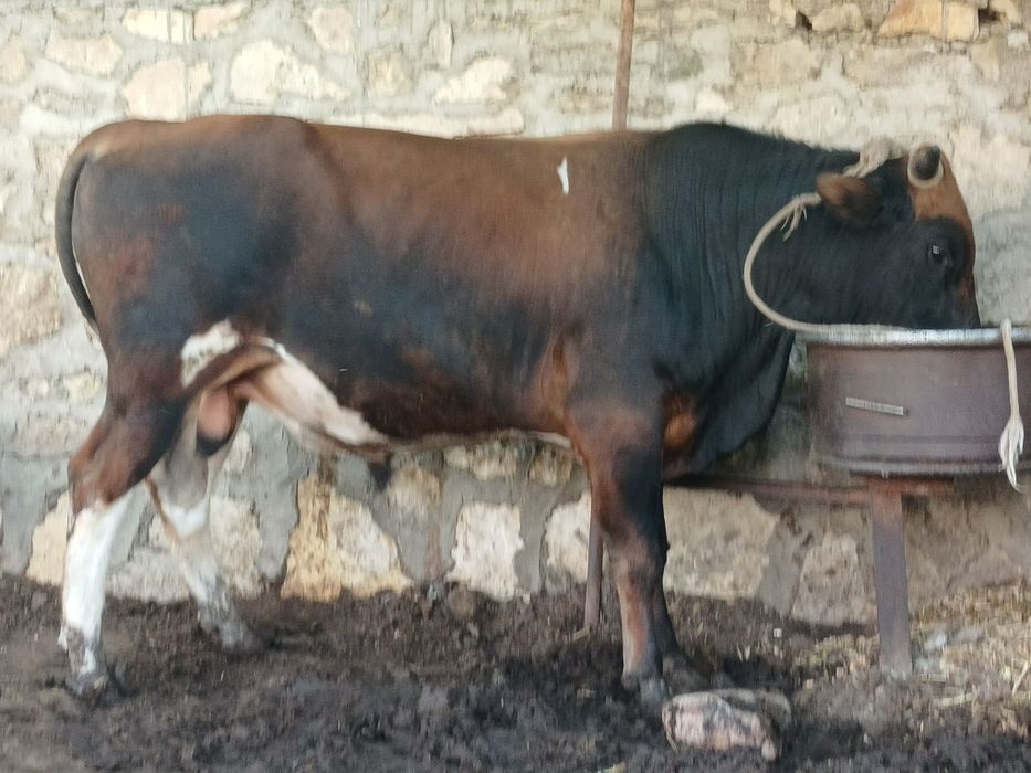 Yaxshi boqilgan buqa