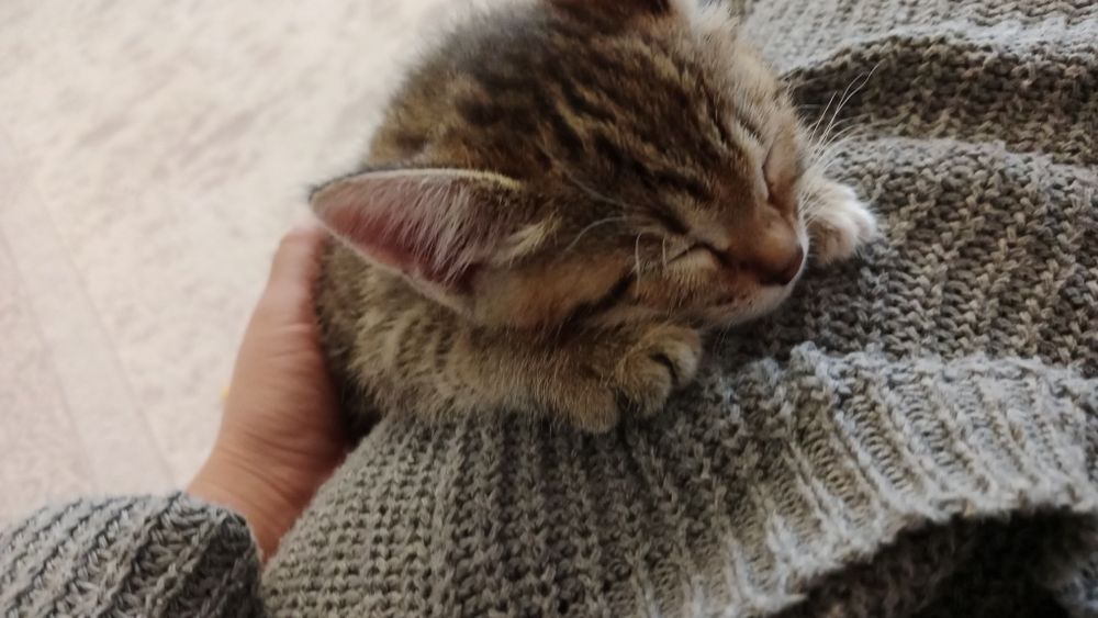 "Рожденную в рубашке" в добрые руки