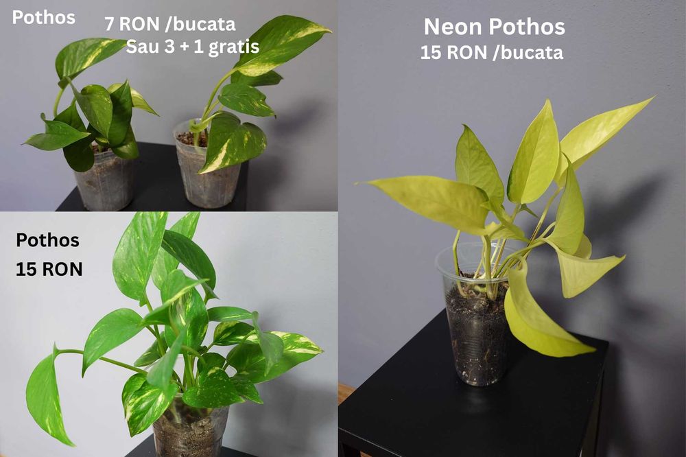 Plante de apartament